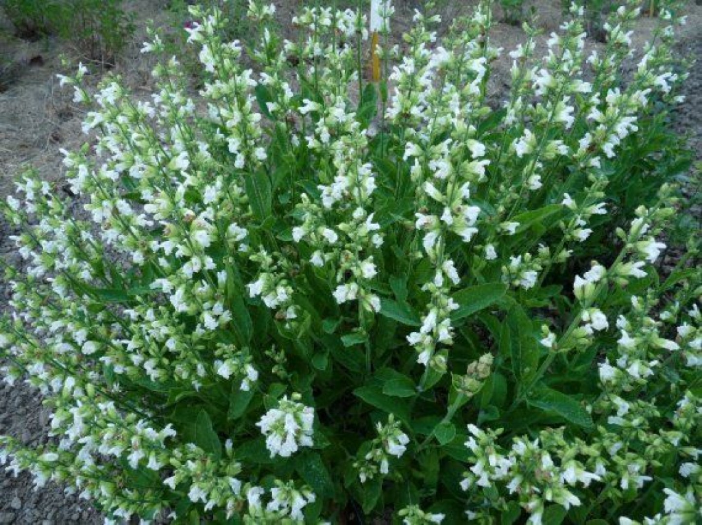 Salvia Alba - O comoara pentru organism